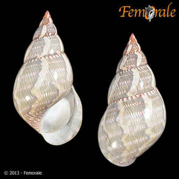 Image of pheasant shells