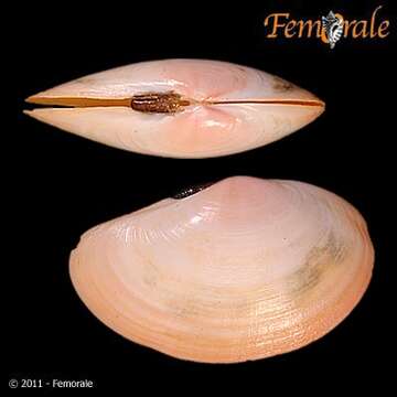 Imagem de Psammobiidae J. Fleming 1828