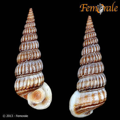 Image de Potamididae