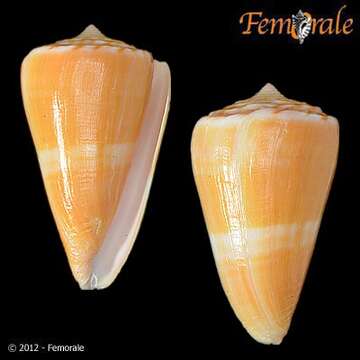 Image de Conus daucus Hwass ex Bruguière 1792