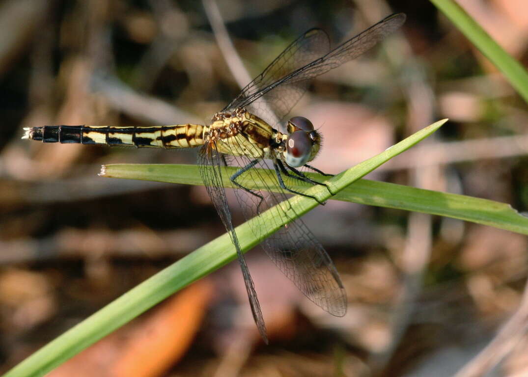 Image of Little Blue Dragonlet