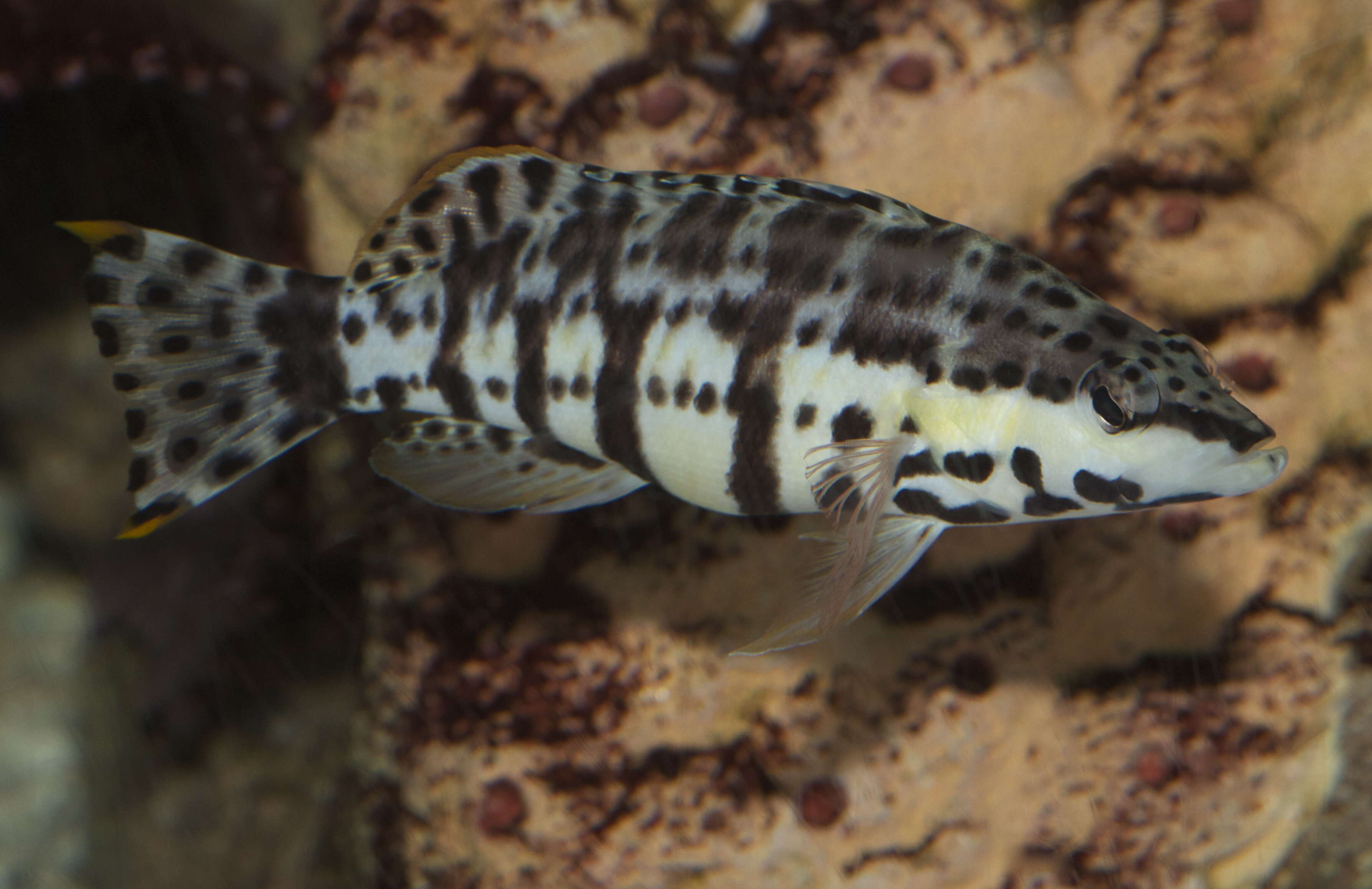 Image of Harlequin Bass