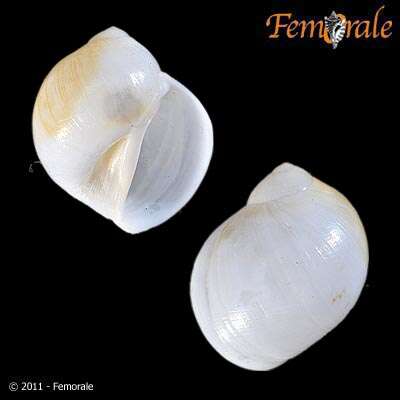 Image of moon snails