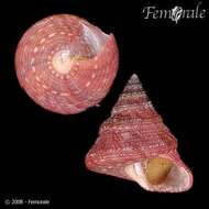 Слика од Calliostoma Swainson 1840