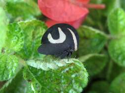 Image of Black-and-white treehopper