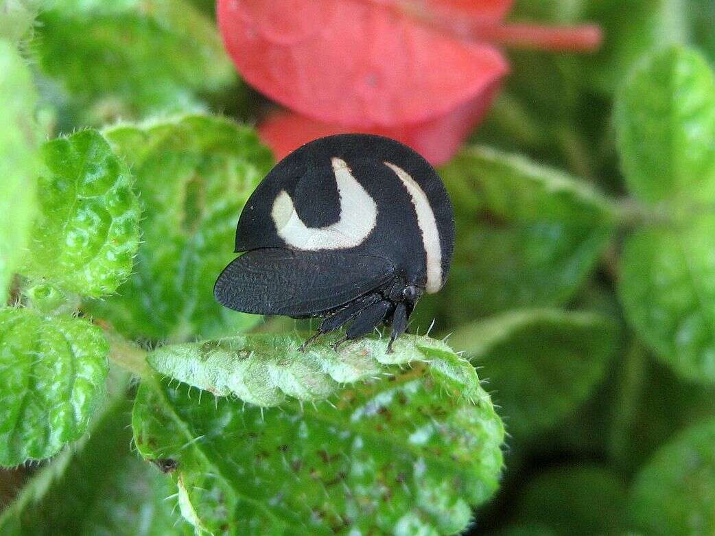 Image of Black-and-white treehopper