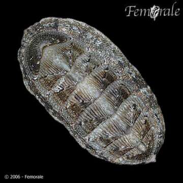 Image of Chiton Linnaeus 1758