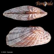 Image of Cardita affinis californica Deshayes 1854