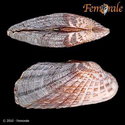 Image of Cardita affinis californica Deshayes 1854