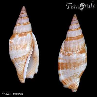 Image of <i>Strombus fusiformis</i> Sowerby 1842