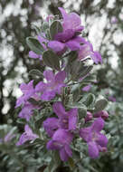 Image of Texas barometer bush