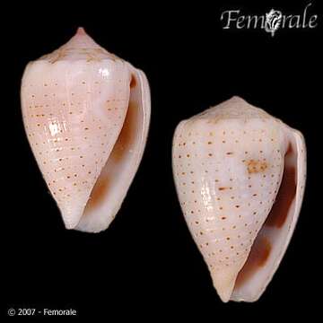 Image of cone snails