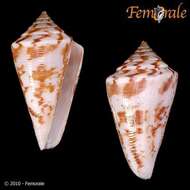 Image of cone snails