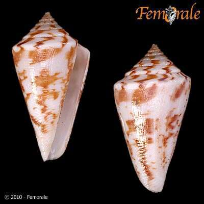 Image of cone snails