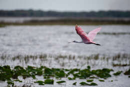 Image of Roseate Spoonbill