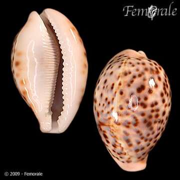 Image of cowrie