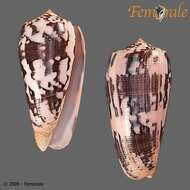 Image of cone snails