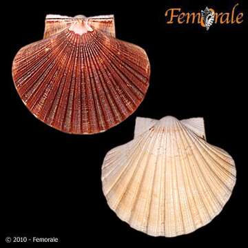 Pecten O. F. Müller 1776 resmi