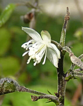 Image of Beesia deltophylla C. Y. Wu