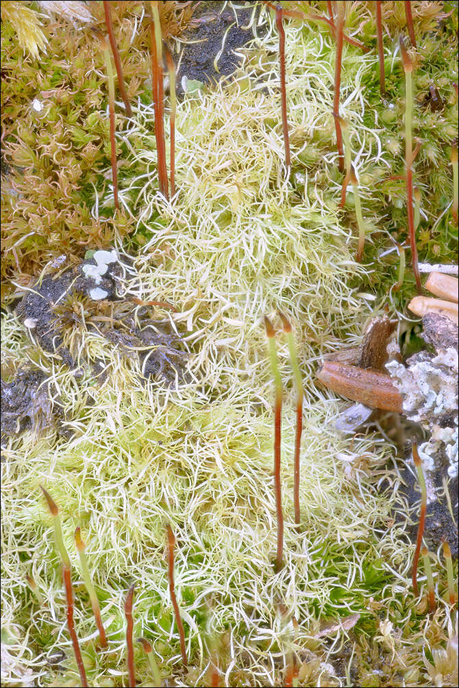 Image of brittle swan-neck moss