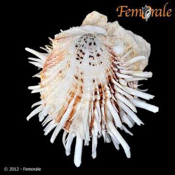 Spondylus zonalis Lamarck 1819 resmi