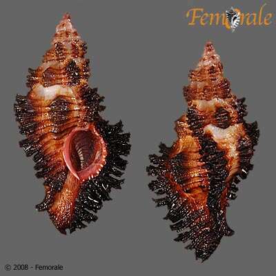 Image of Chicoreus trivialis (A. Adams 1854)