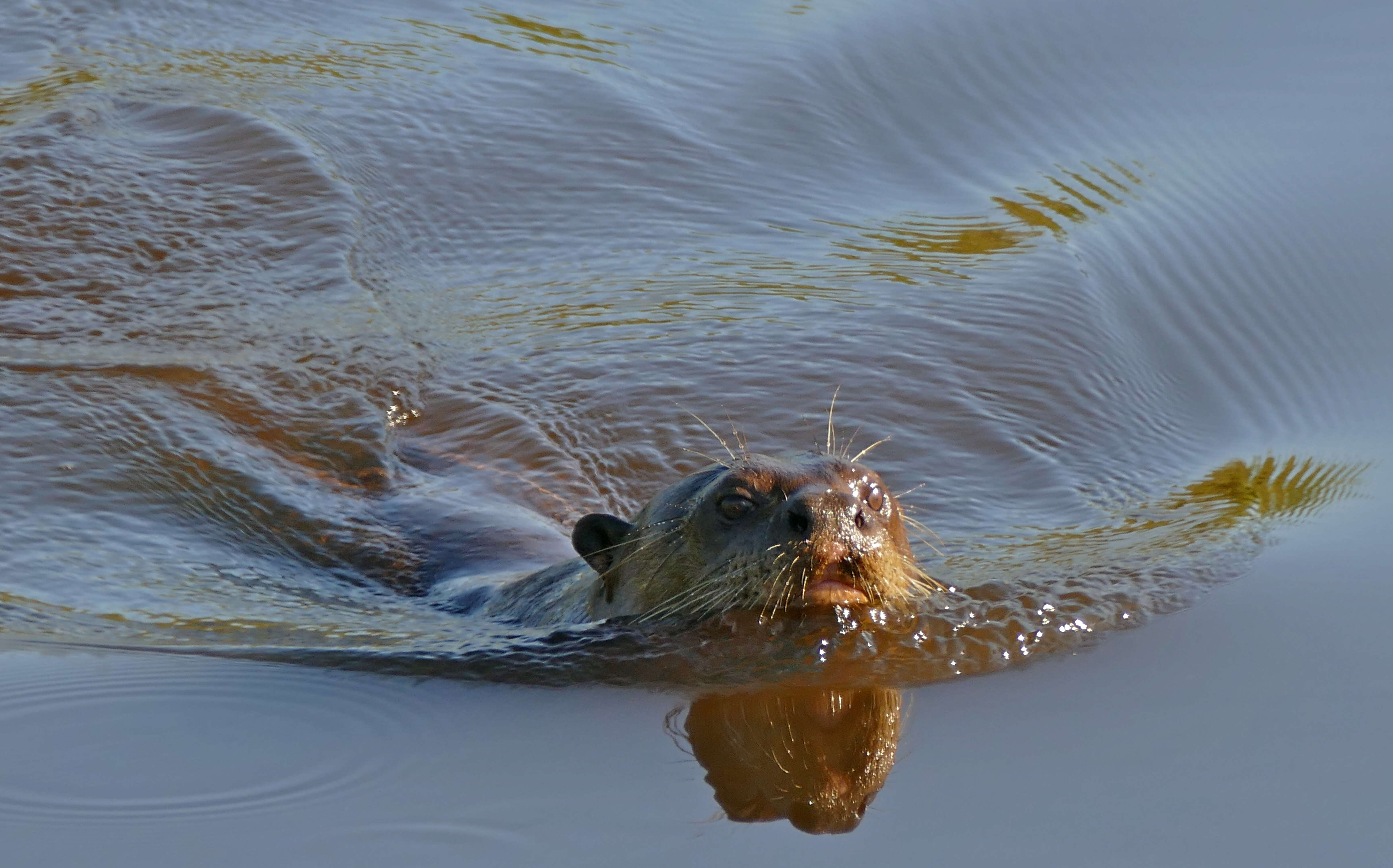 Image of giant otter