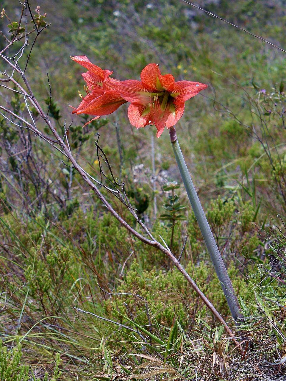 صورة Hippeastrum glaucescens (Mart. ex Schult. & Schult. fil.) Herb.