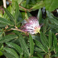 Imagem de Calliandra angustifolia Benth.