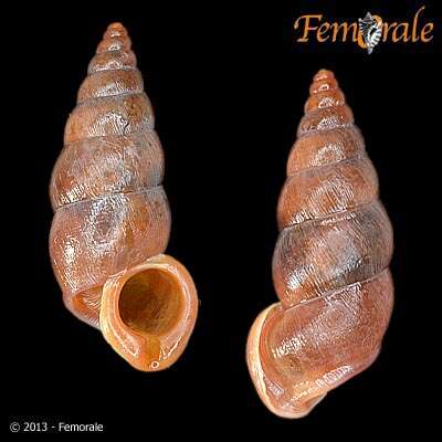 Image of Pupinidae