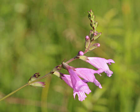 Image of Eastern False Dragonhead