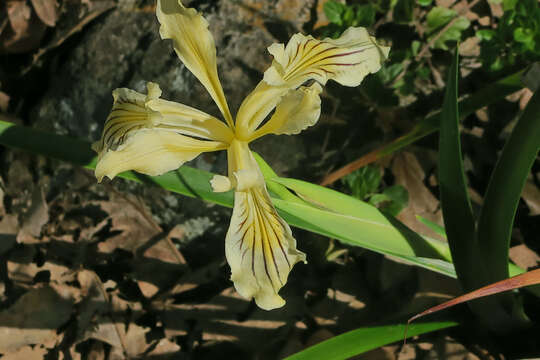 Imagem de Iris bracteata S. Watson