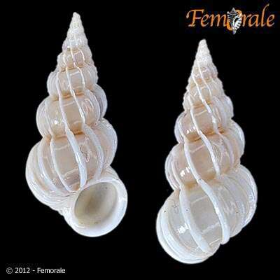 unclassified Gastropoda resmi