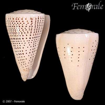 Image of cone snails