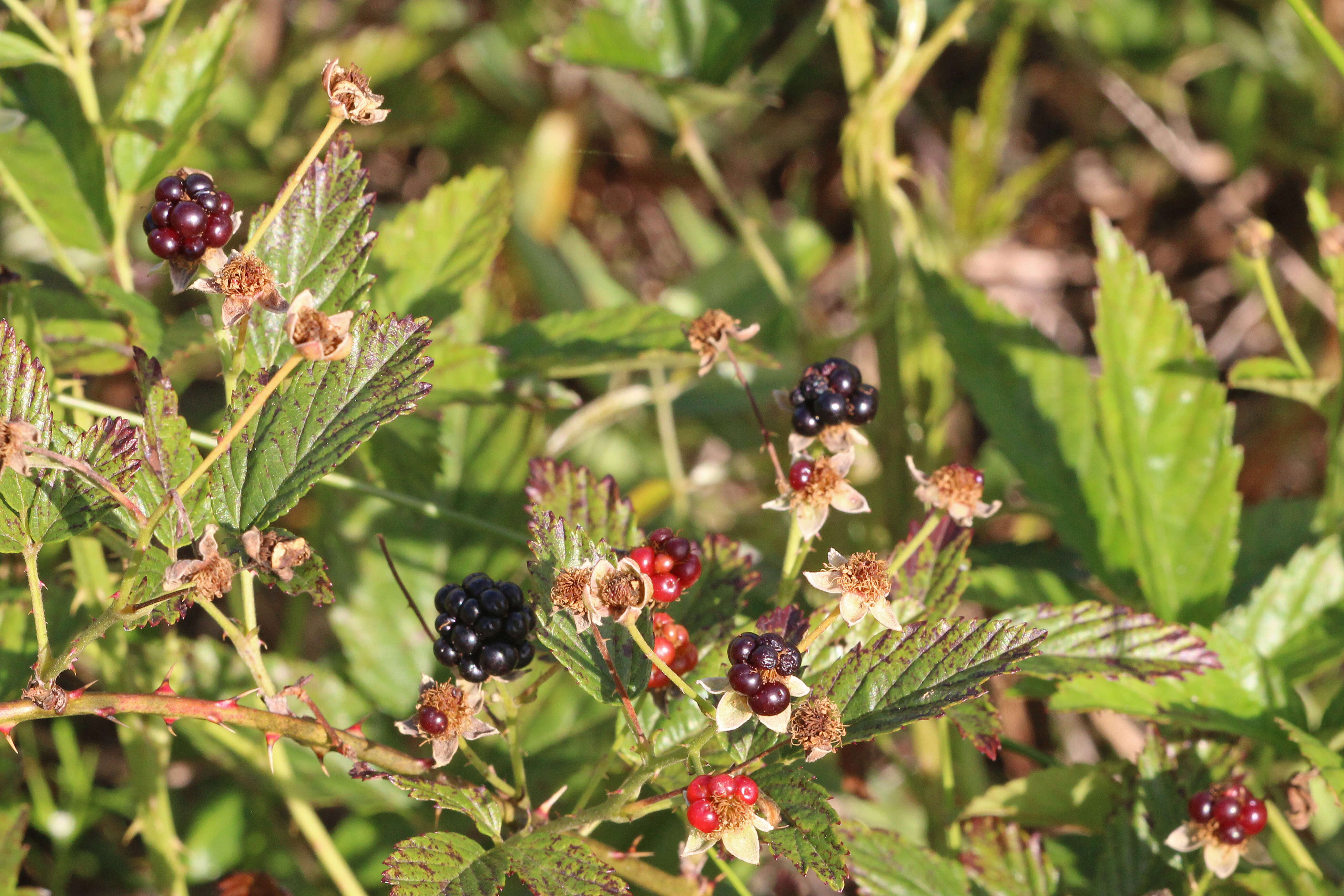 Image of sand blackberry