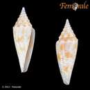 Image of Conus milesi E. A. Smith 1887