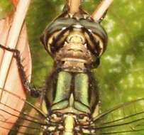 Image of Slender Skimmer