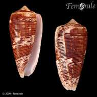 صورة Conus Linnaeus 1758