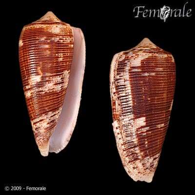 صورة Conus Linnaeus 1758