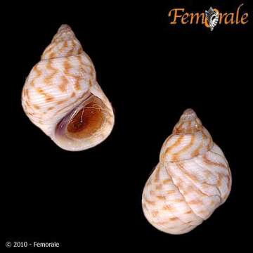 Image of Mangrove periwinkles