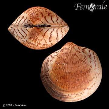 Слика од Glycymerididae Dall 1908