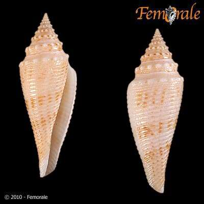 Image of Conasprella Thiele 1929