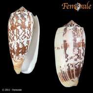 Image of cone snails