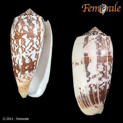 Image of cone snails