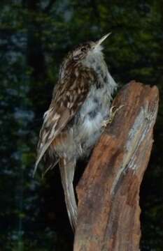 Image of Eurasian Treecreeper