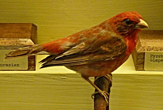 Image of Common Rosefinch