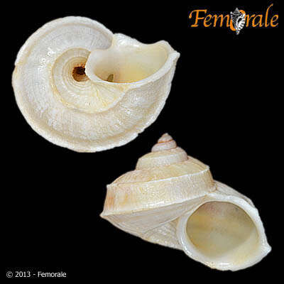 Image of Pomatiidae