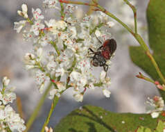 Sphecodes heraclei Robertson 1897的圖片