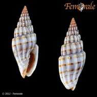 Vexillum intertaeniatum (G. B. Sowerby II 1874) resmi