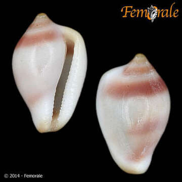 Image of Eratoidae Gill 1871